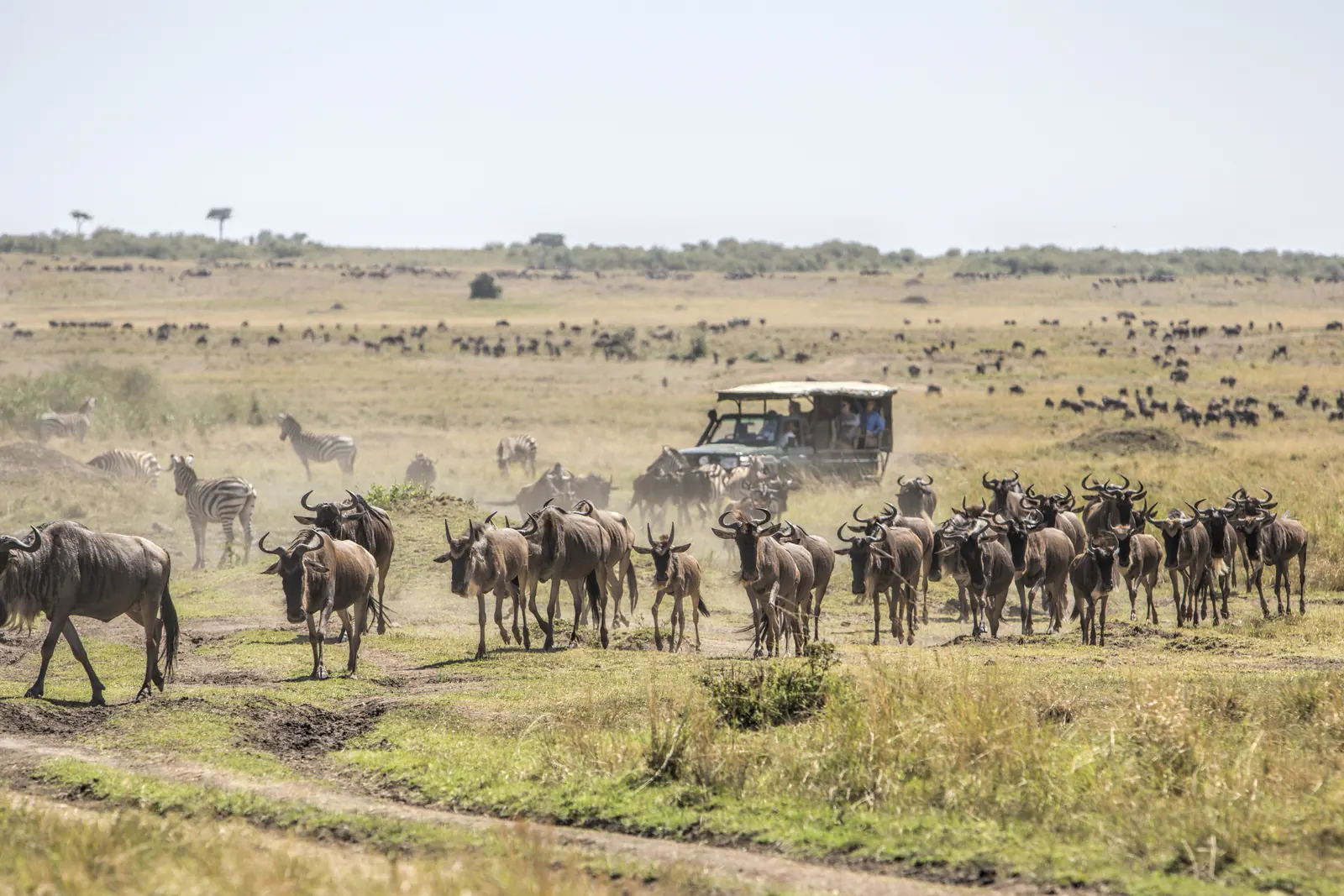 A column of wildebeest and zebra walking across green plains past an open safari vehicle, with thousands more spread along the horizon behind them
