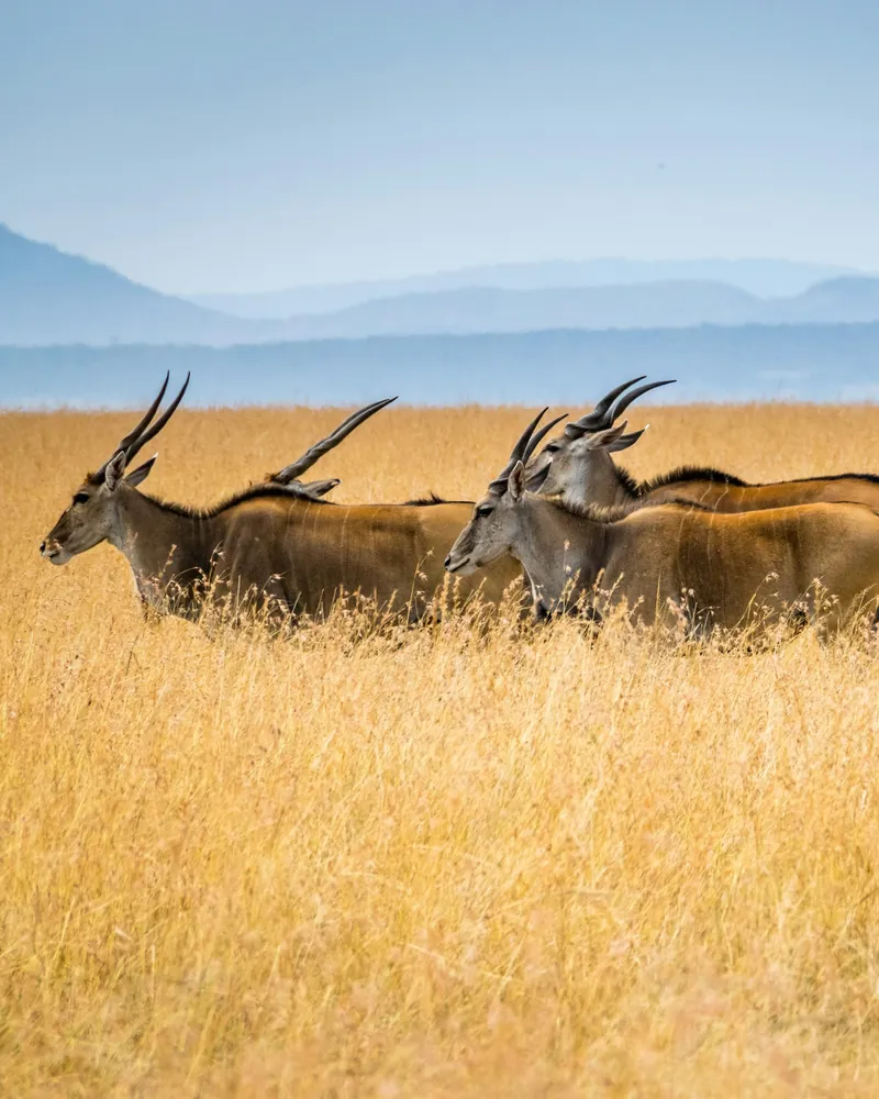 A herd of eland walking through tall golden grass on the Masai Mara, blue hills on the horizon behind them