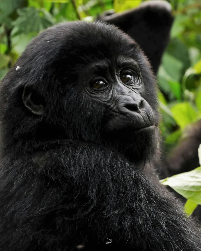 A young mountain gorilla looking over its shoulder among bright green rainforest leaves, another gorilla resting behind it