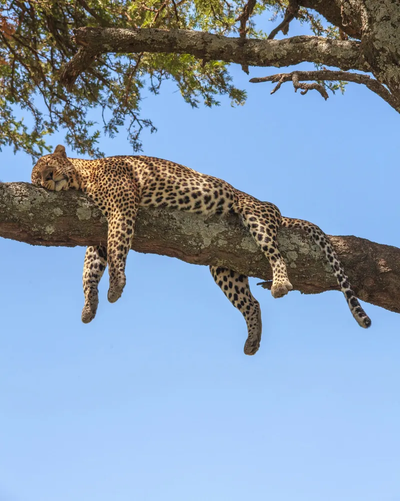 A leopard asleep along the branch of an acacia, its legs and tail hanging against a clear blue sky