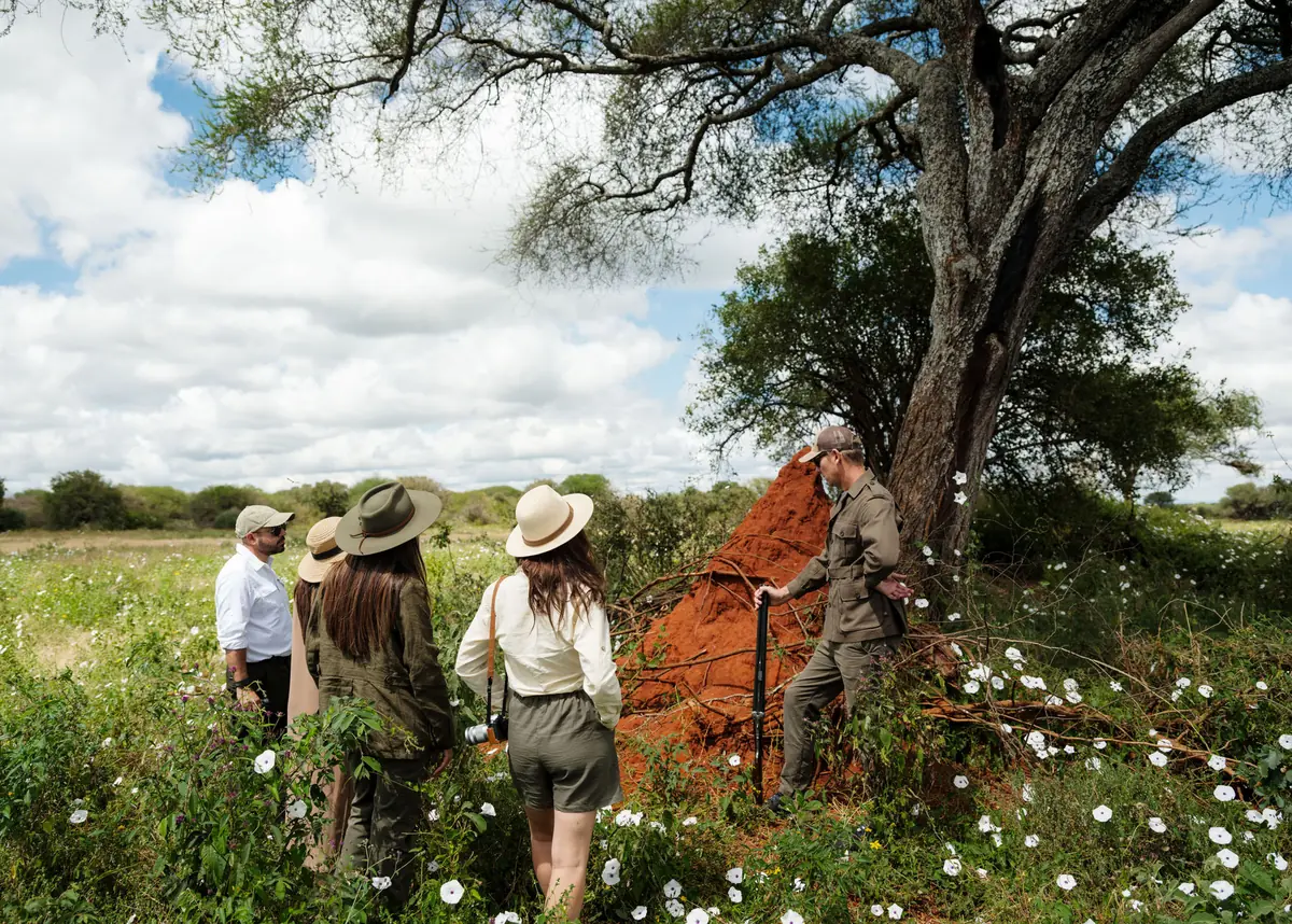 Four guests in sun hats standing with their guide at a termite mound under an acacia, white wildflowers across the grass around them