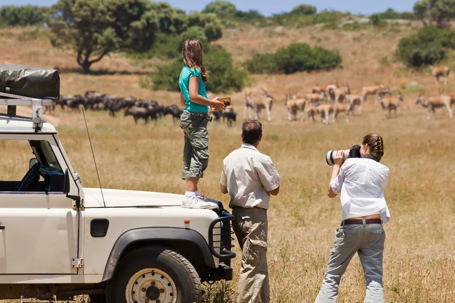 A girl standing on the bonnet of a safari vehicle while her parents watch and photograph a herd of gazelle and wildebeest on the plain