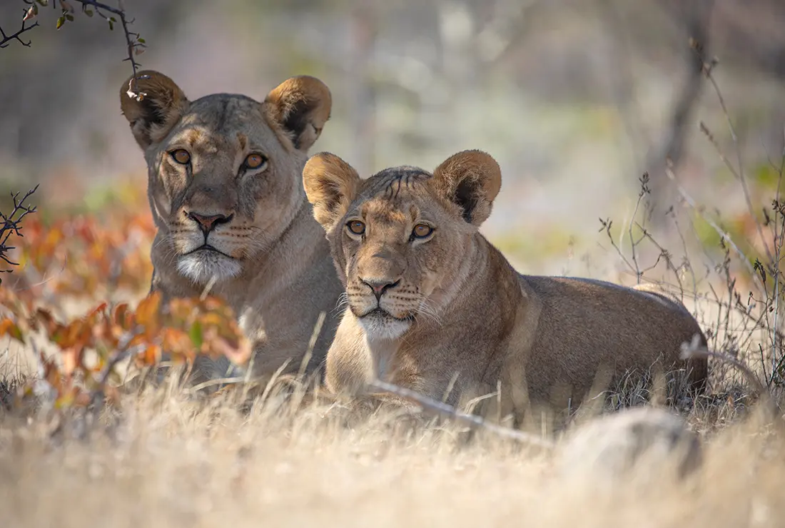 Two lionesses lying side by side in dry golden grass, both looking towards the camera