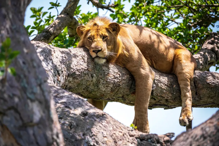 A young lion asleep draped along a thick tree branch, a hind leg hanging down below it