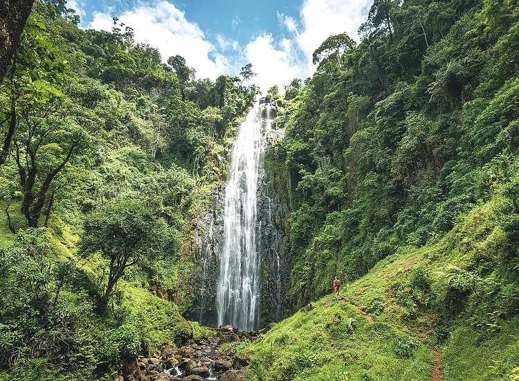 The Materuni waterfall dropping down a cliff of dense green rainforest on the slopes of Kilimanjaro