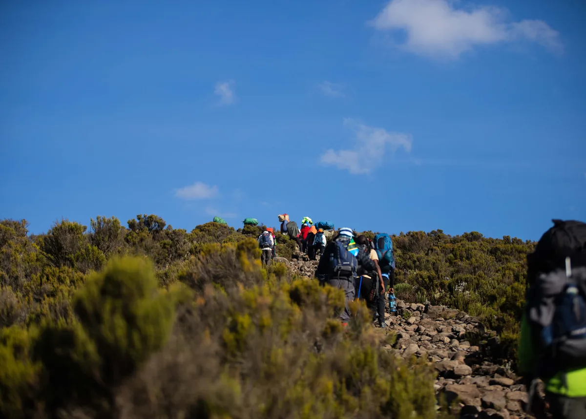 A file of trekkers and porters climbing a trail through giant heather on Kilimanjaro under a clear sky