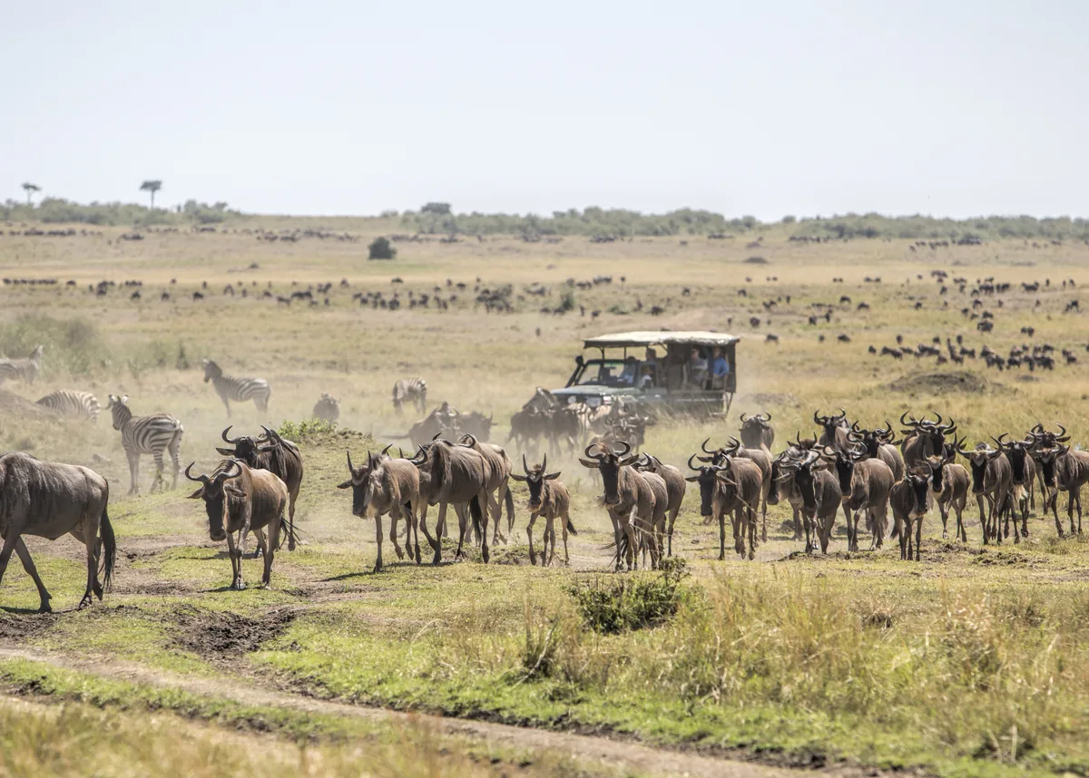 A column of wildebeest and zebra walking past an open safari vehicle, with thousands more spread across the plain behind them