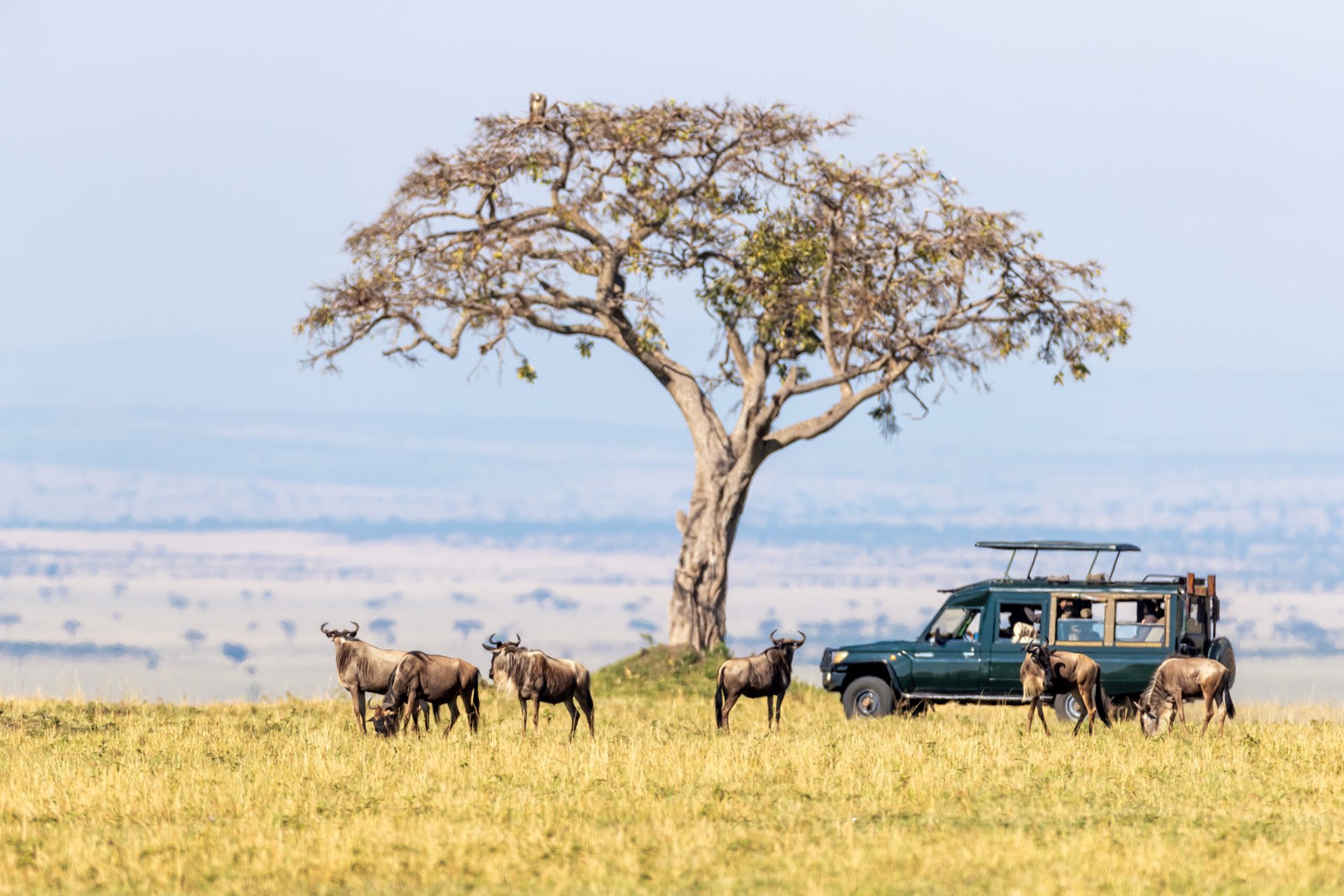 Wildebeest grazing beneath a lone acacia on the Serengeti, a safari vehicle parked beside them