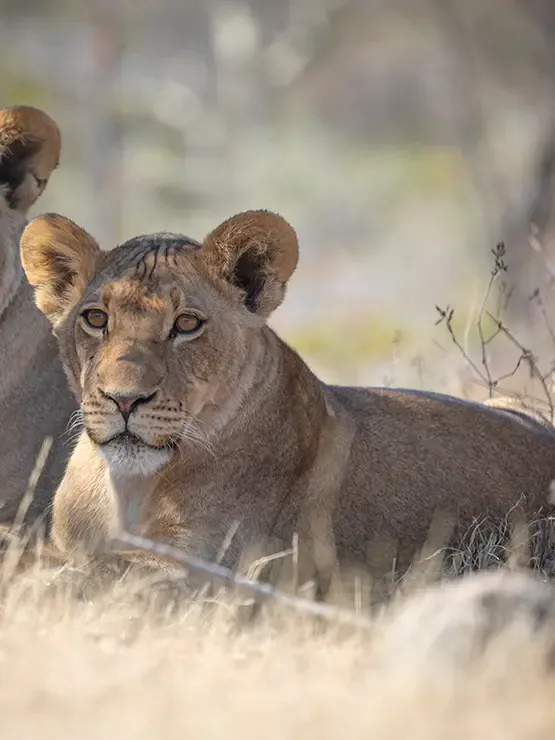 A lioness lying in golden grass, looking straight into the lens