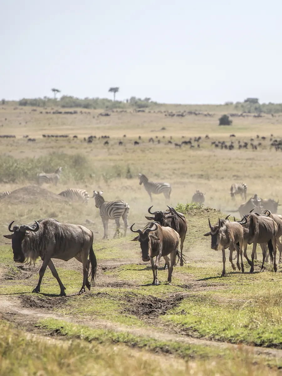 A column of wildebeest walking up a track towards the camera, zebra behind them and thousands more spread along the horizon