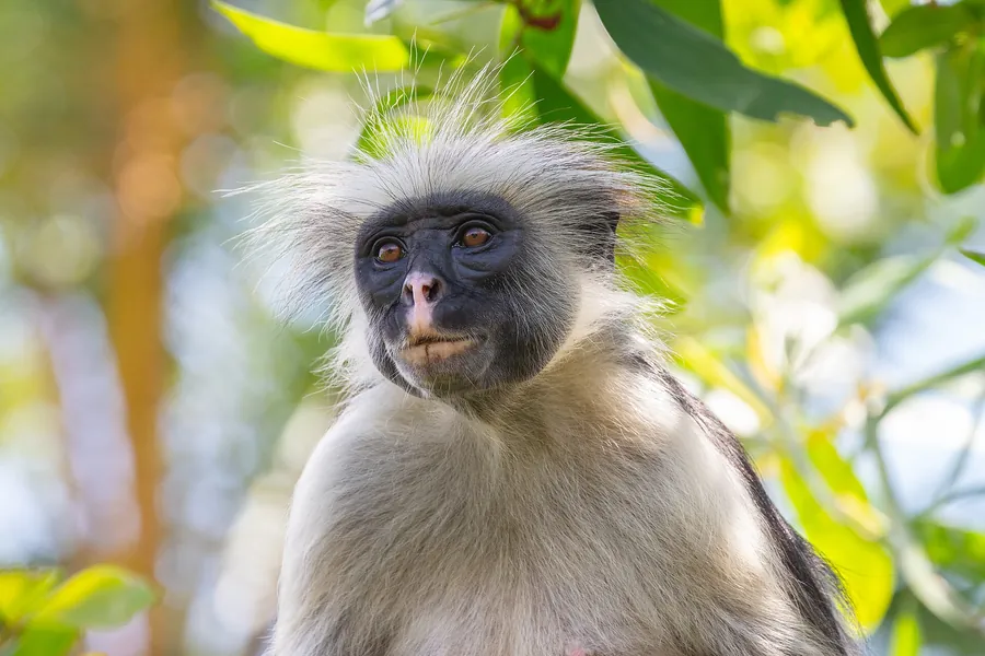 A Zanzibar red colobus monkey sitting among the leaves of the Jozani Forest canopy, looking out from a pale ruff of fur