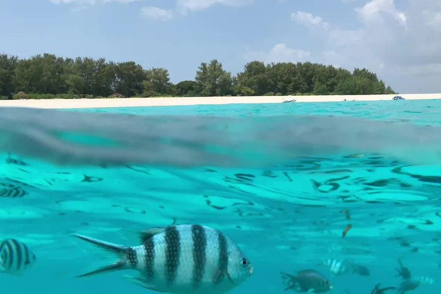 A half-underwater view at Mnemba Atoll, with striped sergeant fish in turquoise water below and the island’s white beach and trees above the waterline