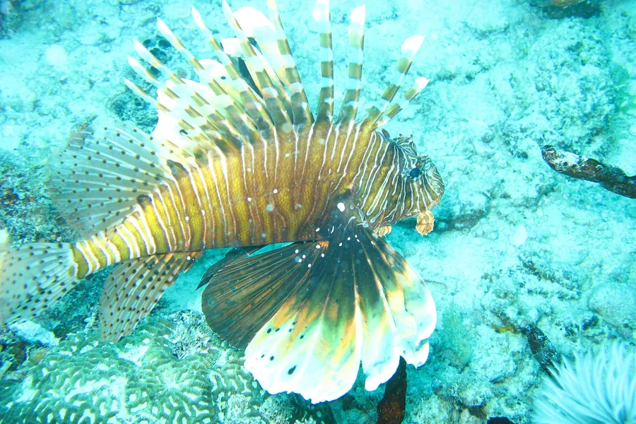 A lionfish fanning its striped fins over the coral on the reef at Mnemba Atoll