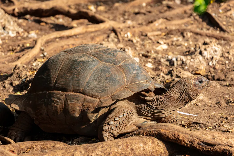 An Aldabra giant tortoise walking over tree roots and red earth on Prison Island (Changuu)