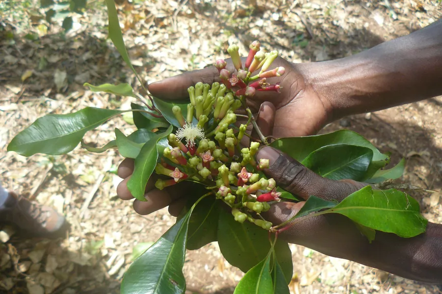 Cupped hands holding a fresh sprig of clove buds and glossy leaves on a Zanzibar spice farm