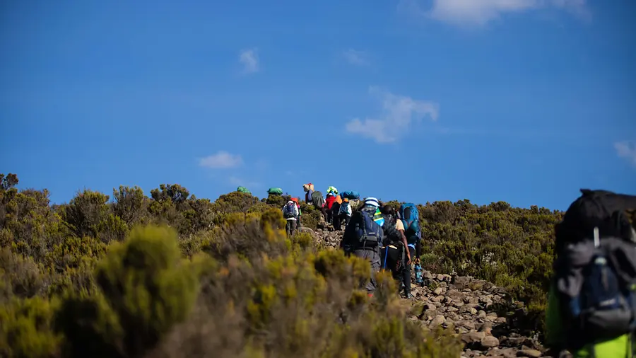 A line of trekkers strung out along a trail through low heath scrub under a deep blue sky